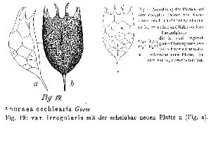 Lauterborn, R (1900): Verhandlungen des naturhistorisch-medizinischen Vereins zu Heidelberg 6 